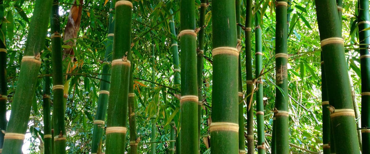 جنگل بامبو